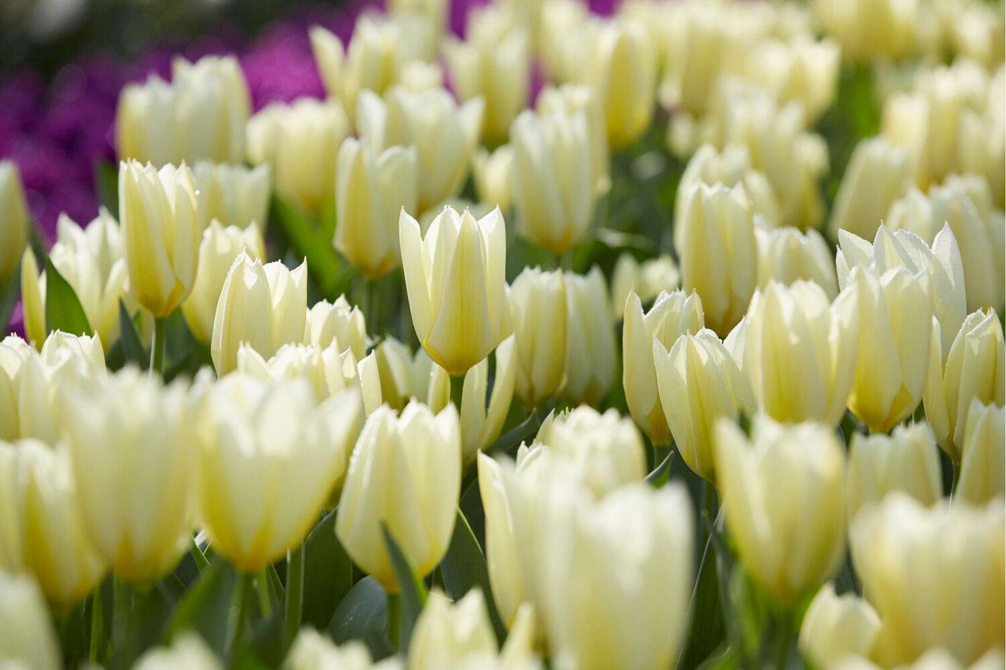 Tulpe 'Purissima'